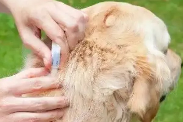 狗狗体外驱虫如何操作,要选择合适的药物和剂量