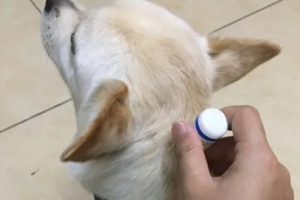 狗狗体外驱虫如何操作,要选择合适的药物和剂量