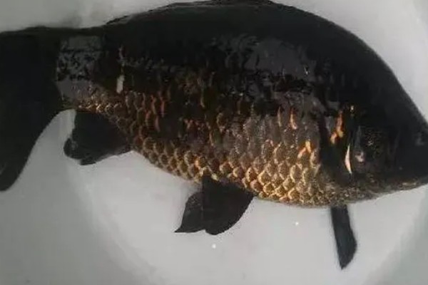 黑鲫鱼的简介,是鲤科鲫属鱼类