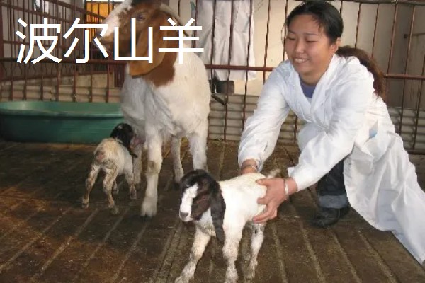 山羊一年产多少胎，一般是2年产3胎