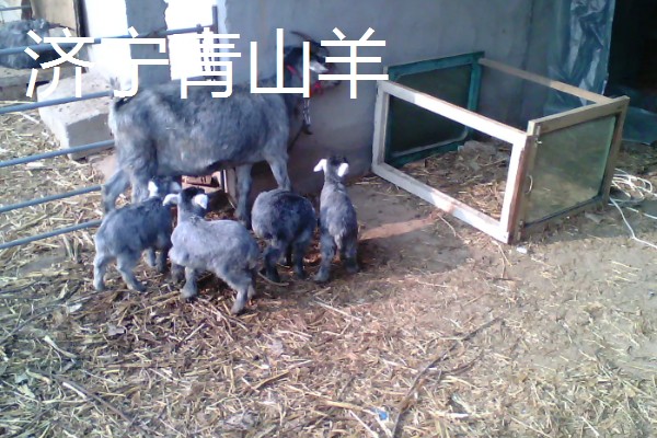 山羊一年产多少胎，一般是2年产3胎