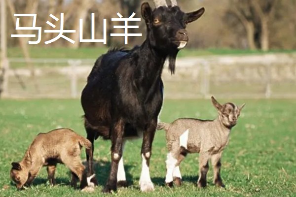 山羊一年产多少胎，一般是2年产3胎