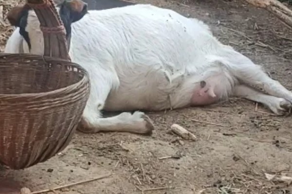 山羊一年产多少胎，一般是2年产3胎