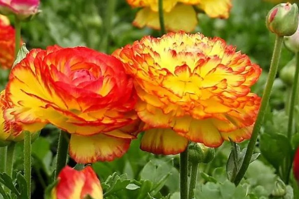 花毛茛有什么花语，代表富贵吉祥、受欢迎等含义