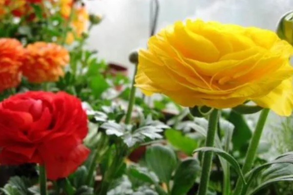 花毛茛有什么花语，代表富贵吉祥、受欢迎等含义
