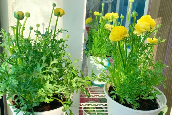 花毛茛有什么花语，代表富贵吉祥、受欢迎等含义