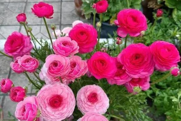 花毛茛有什么花语，代表富贵吉祥、受欢迎等含义