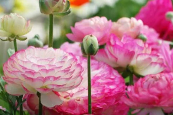 花毛茛有什么花语，代表富贵吉祥、受欢迎等含义