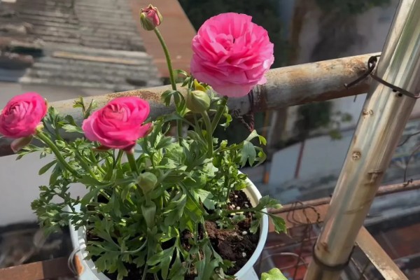 花毛茛有什么花语，代表富贵吉祥、受欢迎等含义