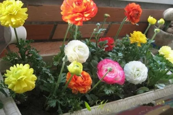花毛茛有什么花语，代表富贵吉祥、受欢迎等含义