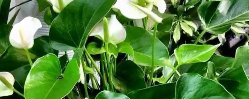 绿萝的花朵外观，花瓣较小呈黄绿色