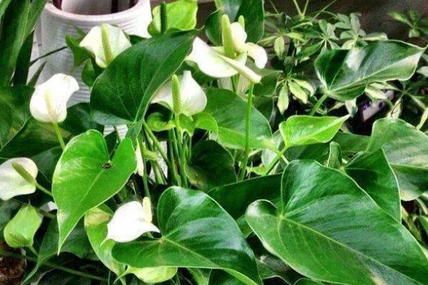 绿萝的花朵外观,花瓣较小呈黄绿色