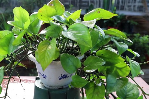 绿萝的花朵外观,花瓣较小呈黄绿色