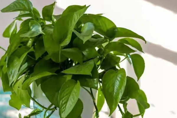 绿萝的花朵外观,花瓣较小呈黄绿色