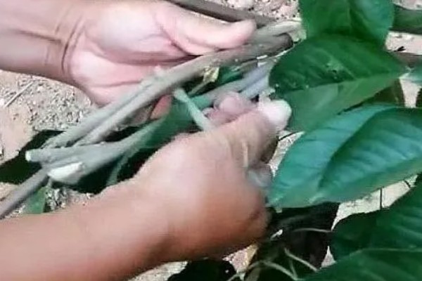 樱桃树怎么播种,浅埋在土壤中并浇透水