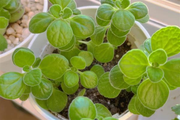 碰碰香的扦插时间,成活率最高的时间为5-10月份