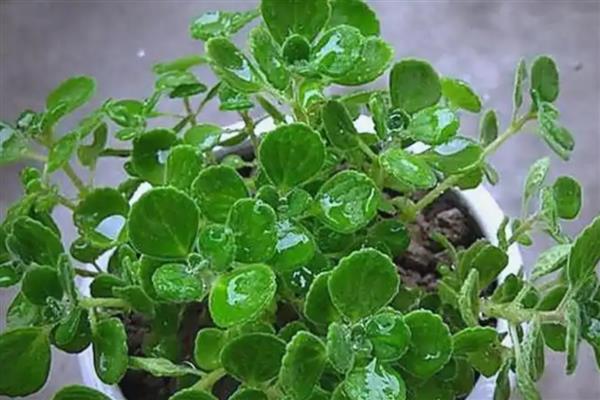 碰碰香的扦插时间,成活率最高的时间为5-10月份