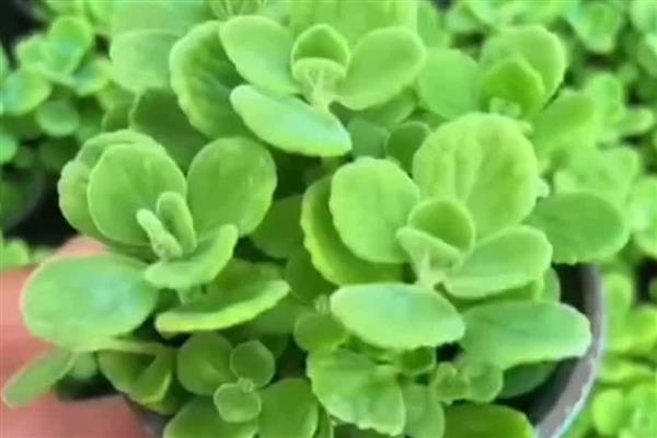 碰碰香的扦插时间,成活率最高的时间为5-10月份