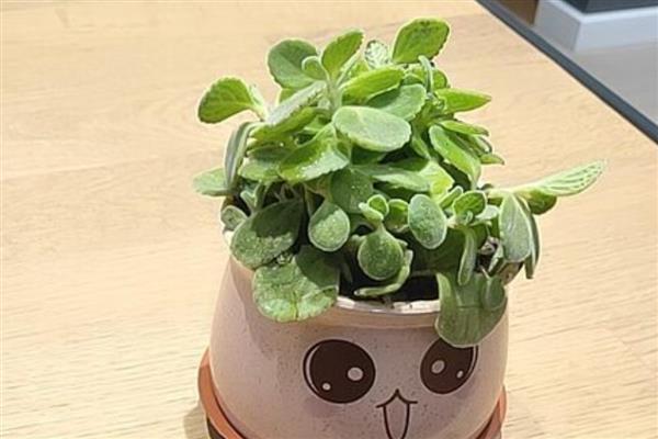碰碰香的扦插时间,成活率最高的时间为5-10月份