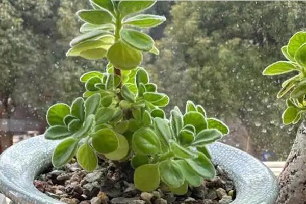 碰碰香的扦插时间,成活率最高的时间为5-10月份
