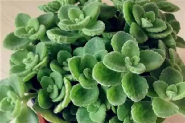 碰碰香的扦插时间,成活率最高的时间为5-10月份