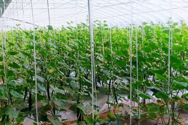 广东是否适合发展大棚种植,夏季雨水多发展温室大棚很有必要