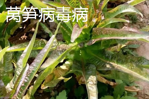 莴笋病害怎么防治，发生霜霉病可喷施百菌清等药剂