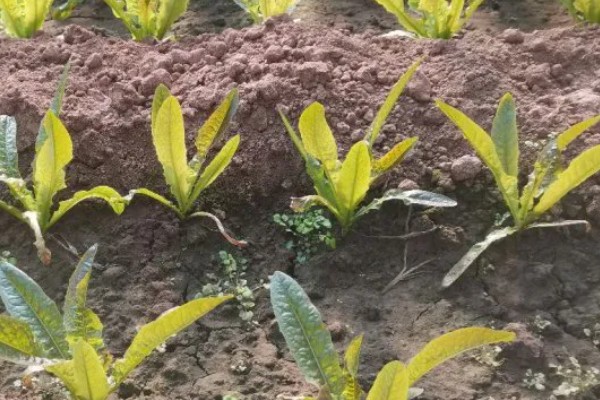 莴笋病害怎么防治，发生霜霉病可喷施百菌清等药剂