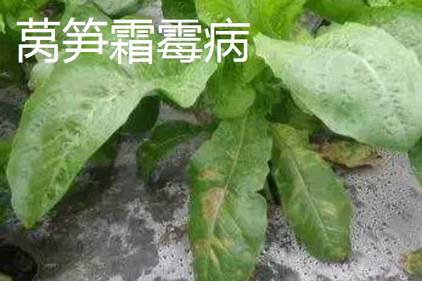 莴笋病害怎么防治，发生霜霉病可喷施百菌清等药剂