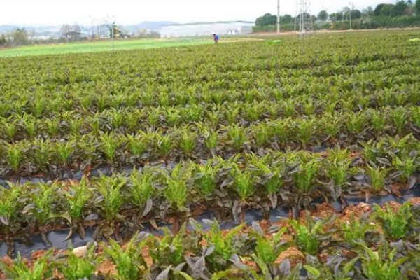 莴笋病害怎么防治，发生霜霉病可喷施百菌清等药剂