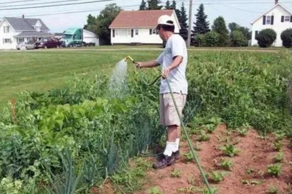 莴笋病害怎么防治，发生霜霉病可喷施百菌清等药剂