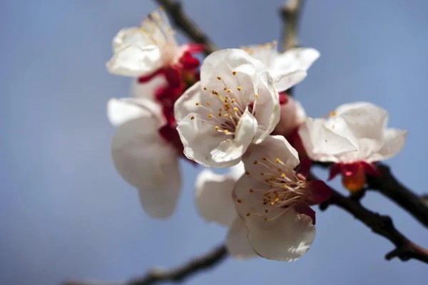 杏花的开放季节,在春季3-4月份开放