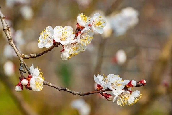杏花的开放季节,在春季3-4月份开放