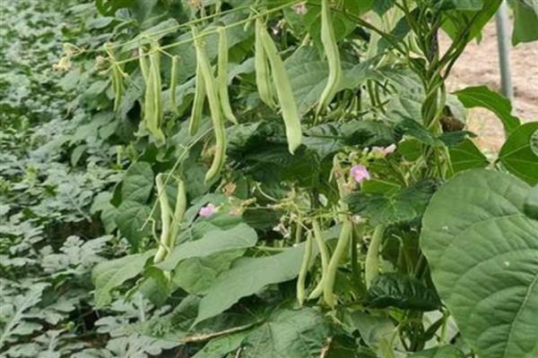 芸豆是四季豆吗，属于同一种植物