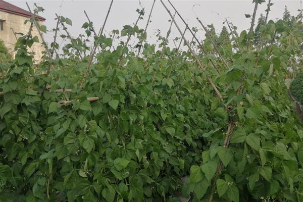 芸豆是四季豆吗，属于同一种植物