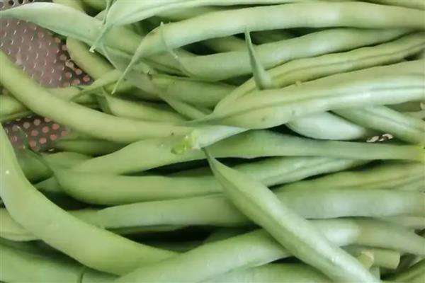 芸豆是四季豆吗，属于同一种植物