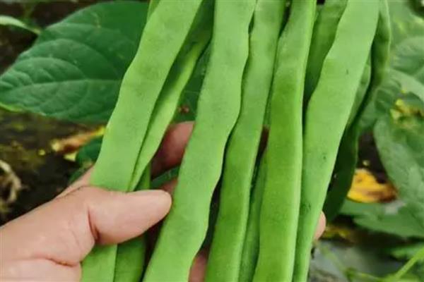 芸豆是四季豆吗，属于同一种植物