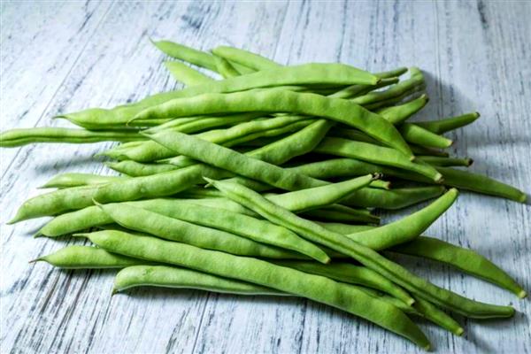 芸豆是四季豆吗，属于同一种植物
