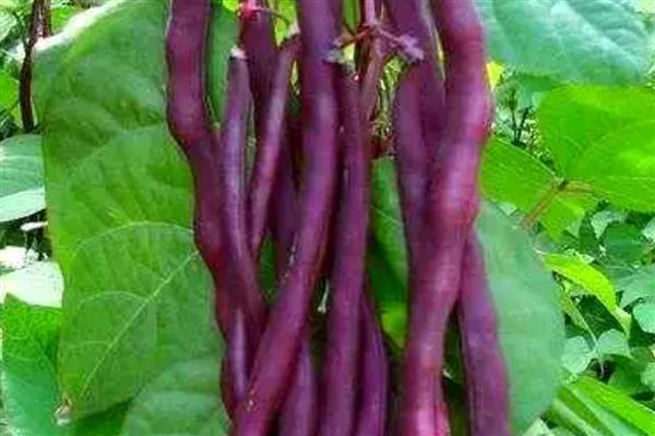 芸豆是四季豆吗，属于同一种植物
