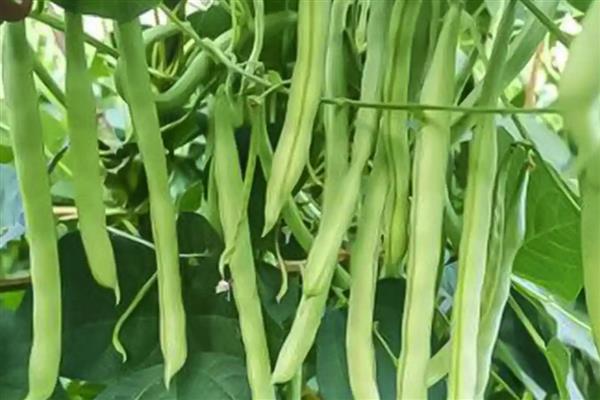 芸豆是四季豆吗，属于同一种植物