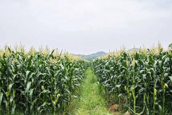 京科687玉米种子特征特性，密度5000株/亩左右