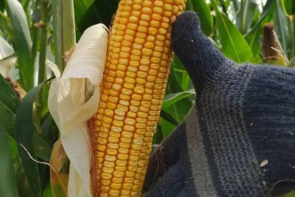天成707玉米种子特征特性,苗期注意防治粘虫