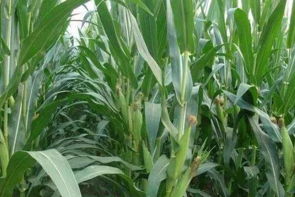 FC100玉米种子简介，生育期104天左右