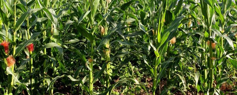 丰大698玉米种子特点，适宜播种期6月中上旬