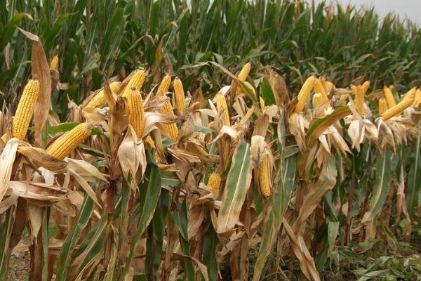 莫高玉1号玉米种子介绍,基肥应每亩施40千克