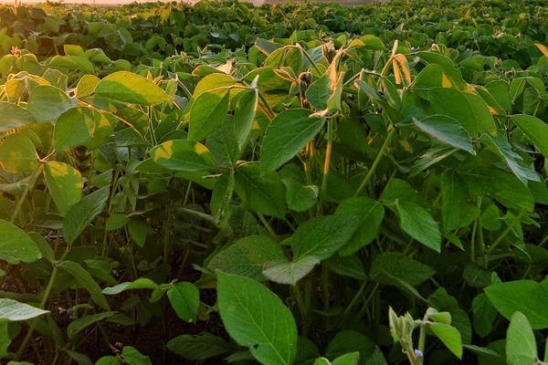 富芽豆29大豆品种简介,该品种为亚有限结荚习性