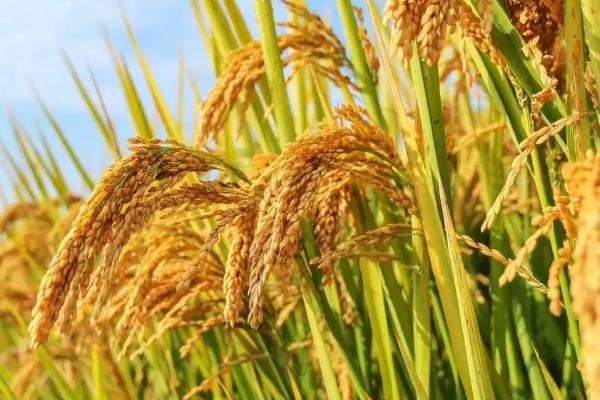 晨锋优钰占水稻品种简介,一般4月下旬至5月中旬播种
