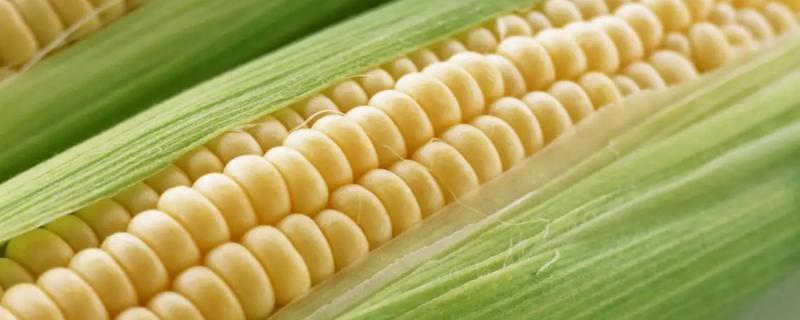 辽科玉6603玉米种子特点，4月下旬至5月上旬播种