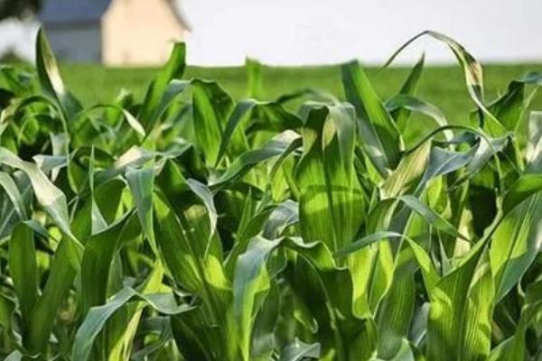 丰贮7号玉米种子特征特性，4月中上旬播种