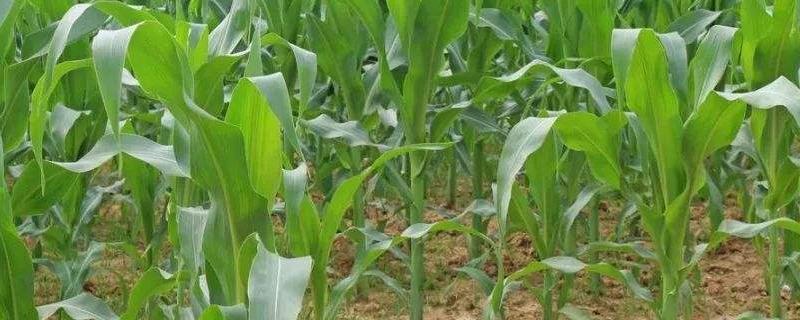 佳玉50玉米种子介绍，全生育期叶数20片